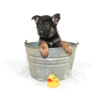 German shepherd puppy in a tin bathtub