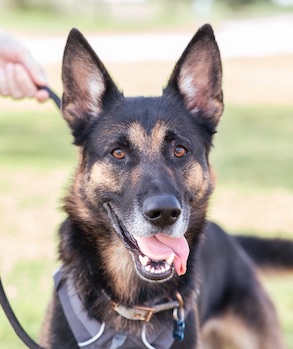 Zach, a black and tan smiling german shepherd