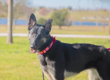 Raven, a black and tan german shepherd