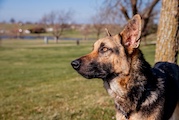 German shepherd looking out over a field