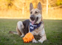 Tito, one of our german shepherds available for adoption