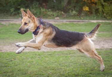 Tito, one of our german shepherds available for adoption