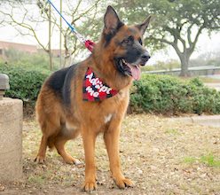 Tully wearing an Adopt Me bandana