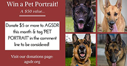 Win a Pet Portrait