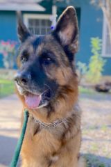 Austin, a black and tan german shepherd