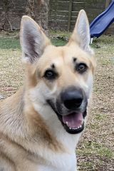 Angie, a blonde, brown and black german shepherd