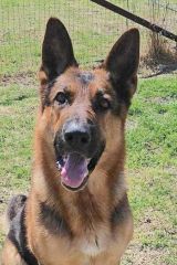 Cedrick, a black and tan german shepherd