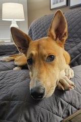 Charli, a tan and white shepherd mix