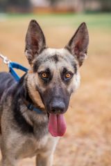 Jack, a black and tan german shepherd