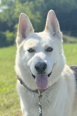 Jacob, a white and tan german shepherd mix