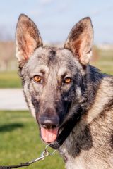 Shep, a.black and tan german shepherd