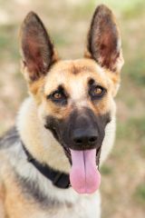 Zina, a black and tan german shepherd