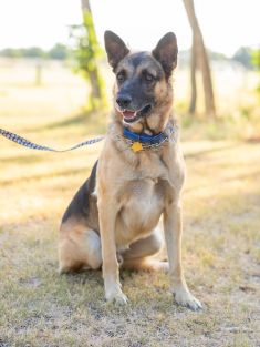 Rusty, a black and tan german shepherd