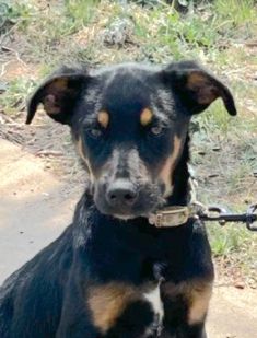283 a Black and Red Puppy