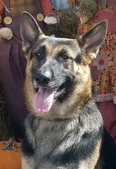 AJ, a black and tan shepherd