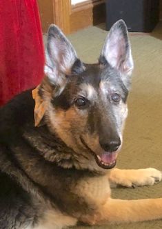 Asta, a black and tan german shepherd