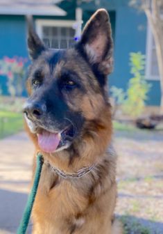 Austin, a black and tan german shepherd