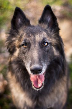 Allie, a black and tan Tervuren Belgian Shepherd