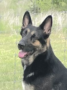 Alvin, a black and tan german shepherd