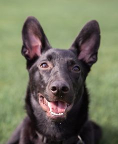 Amy, a cute black german shepherd