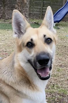 Angie, a blonde, brown and black german shepherd