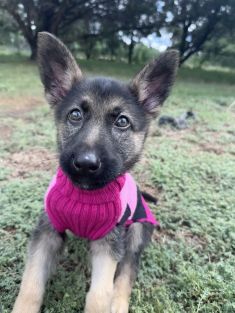 Athen, a black and tan german shepherd puppy