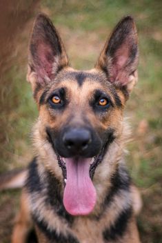 Bindi, a black and tan german shepherd