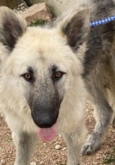 Barkley, a gorgeous tan and black longhaired shepherd