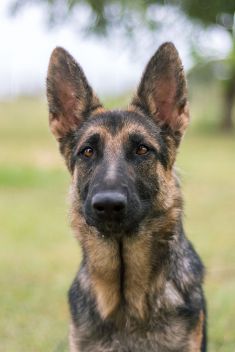 Basha, a black and tan german shepherd