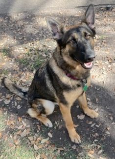 Bella a black and tan german shepherd