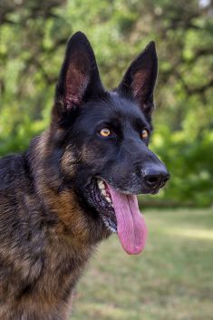 Bella, a black and tan german shepherd