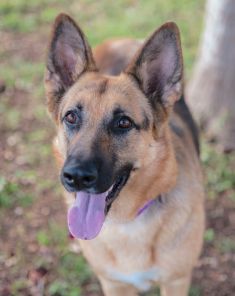 Blossom, a black and tan german shepherd