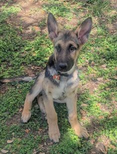 Bodhi, a young german shepherd