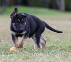 Boss, a black and tan german shepherd