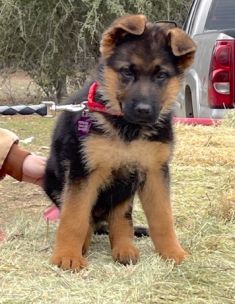 Brewster, a black and tan german shepherd puppy
