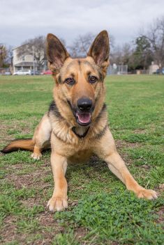 Briana, a black and tan german shepherd