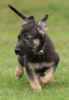 Bridget, a black and tan german shepherd puppy