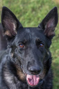 Brita, a black and tan german shepherd