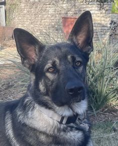 Bruno, a black and tan german shepherd