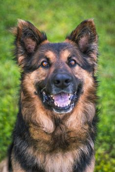 Buddy, a long haired black and tan German Shepherd