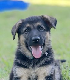 Buddy, a black and tan german shepherd puppy