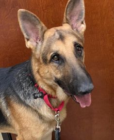 Capiro, a black and tan german shepherd