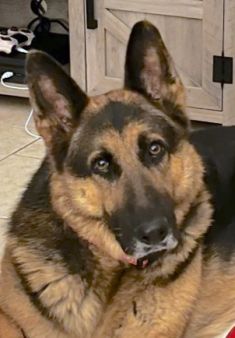 Casey, a black and tan german shepherd