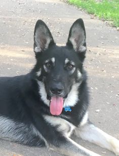 Cayman, a black and tan german shepherd