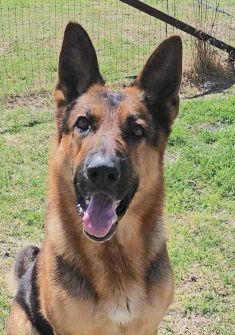 Cedrick, a black and tan german shepherd