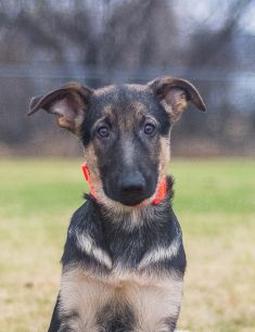 Charley, a black and tan german shepherd puppy