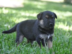 Charlie, a black and tan german shepherd puppy