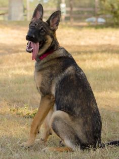 Chickadee, a sable german shepherd