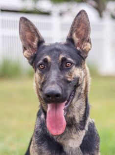 Chloe, a black and tan german shepherd