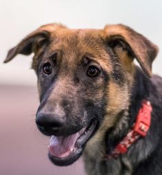 Chloe, a black and tan german shepherd puppy